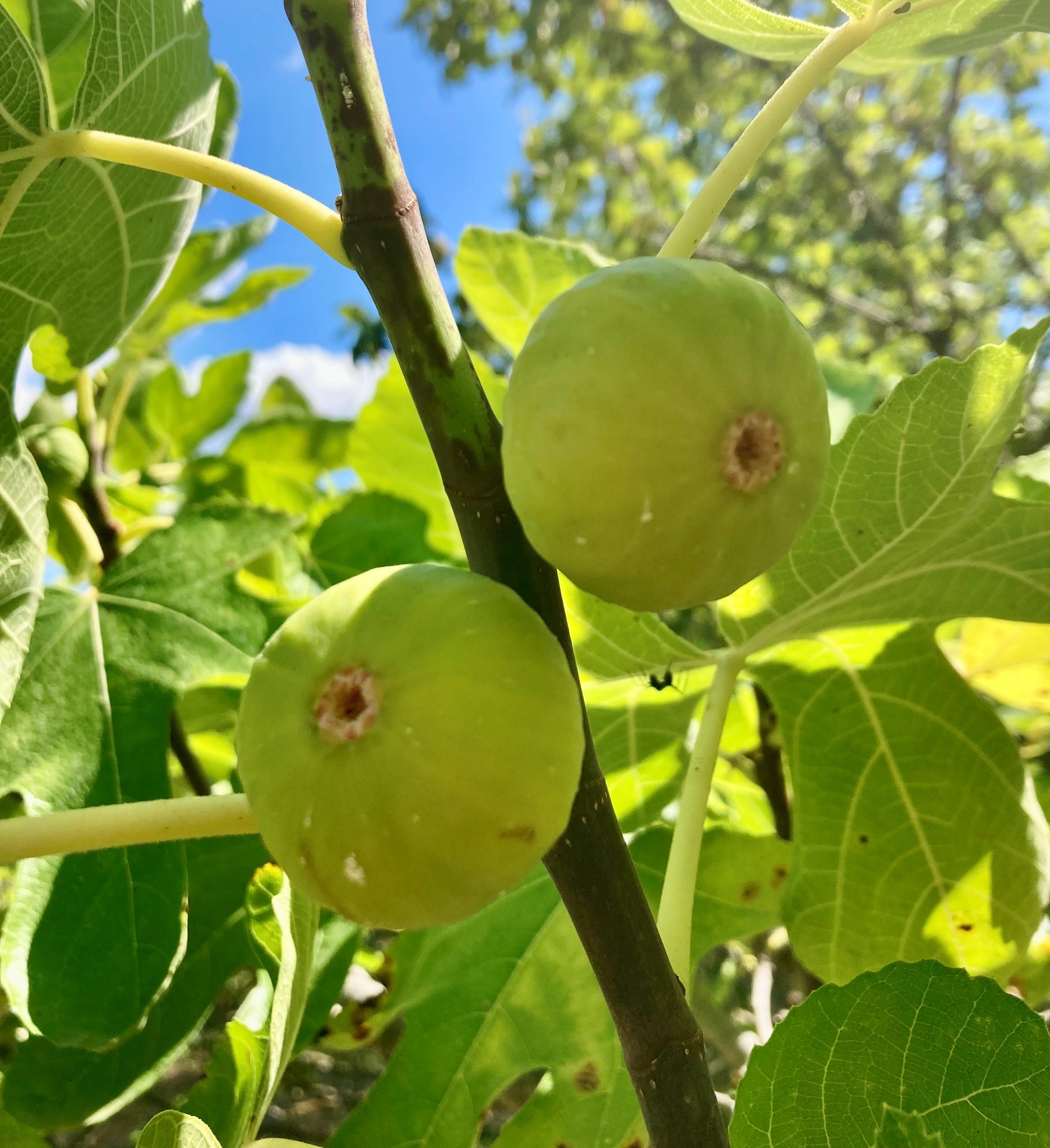 FIGUES BLANCHES CONFITES – Angèle Confiserie